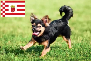Lees meer over het artikel Chihuahua fokkers en pups in Bremen