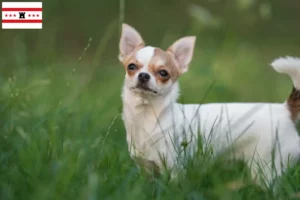Lees meer over het artikel Chihuahua fokkers en pups in Drenthe