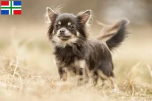 Lees meer over het artikel Chihuahua fokkers en pups in Groningen