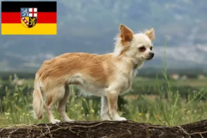 Lees meer over het artikel Chihuahua fokkers en pups in Saarland