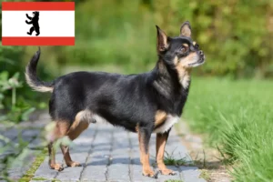 Lees meer over het artikel Chihuahua fokkers en pups in Berlijn