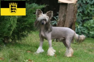 Lees meer over het artikel Chinese Naakthonden fokkers en pups in Baden-Württemberg
