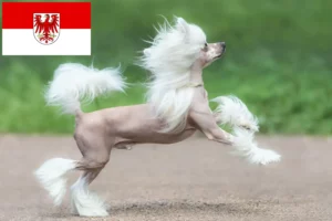 Lees meer over het artikel Chinese Naakthonden fokkers en pups in Brandenburg