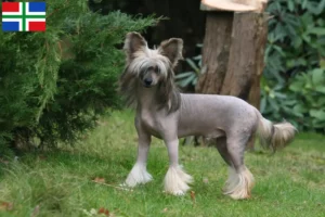 Lees meer over het artikel Chinese Naakthond fokker en pups in Groningen