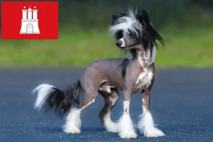 Lees meer over het artikel Chinese Naakthond fokker en pups in Hamburg
