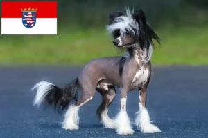 Lees meer over het artikel Chinese Naakthonden fokkers en pups in Hessen