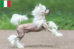 Lees meer over het artikel Chinese Naakthonden fokkers en pups in Italië
