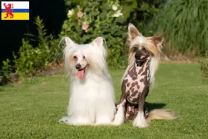 Lees meer over het artikel Chinese Naakthond fokker en pups in Limburg