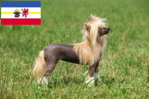 Lees meer over het artikel Chinese Naakthonden fokkers en pups in Mecklenburg-Vorpommern