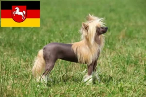 Lees meer over het artikel Chinese Naakthonden fokkers en pups in Nedersaksen