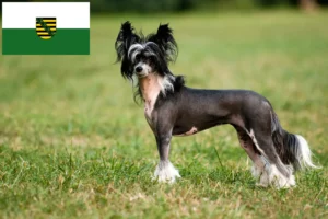 Lees meer over het artikel Chinese Naakthonden fokkers en pups in Saksen