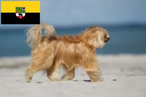 Lees meer over het artikel Chinese Naakthonden fokkers en pups in Saksen-Anhalt