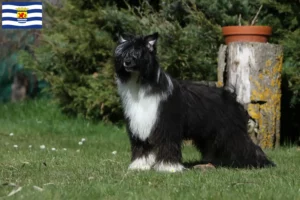 Lees meer over het artikel Chinese Naakthonden fokkers en pups in Zeeland