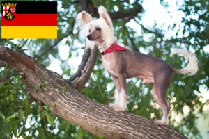 Lees meer over het artikel Chinese Naakthonden fokkers en pups in Rijnland-Palts