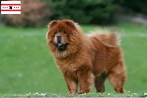 Lees meer over het artikel Chow-Chow fokkers en pups in Drenthe