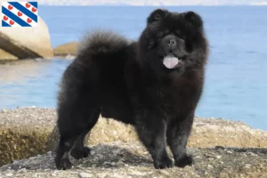 Lees meer over het artikel Chow-Chow fokkers en pups in Friesland