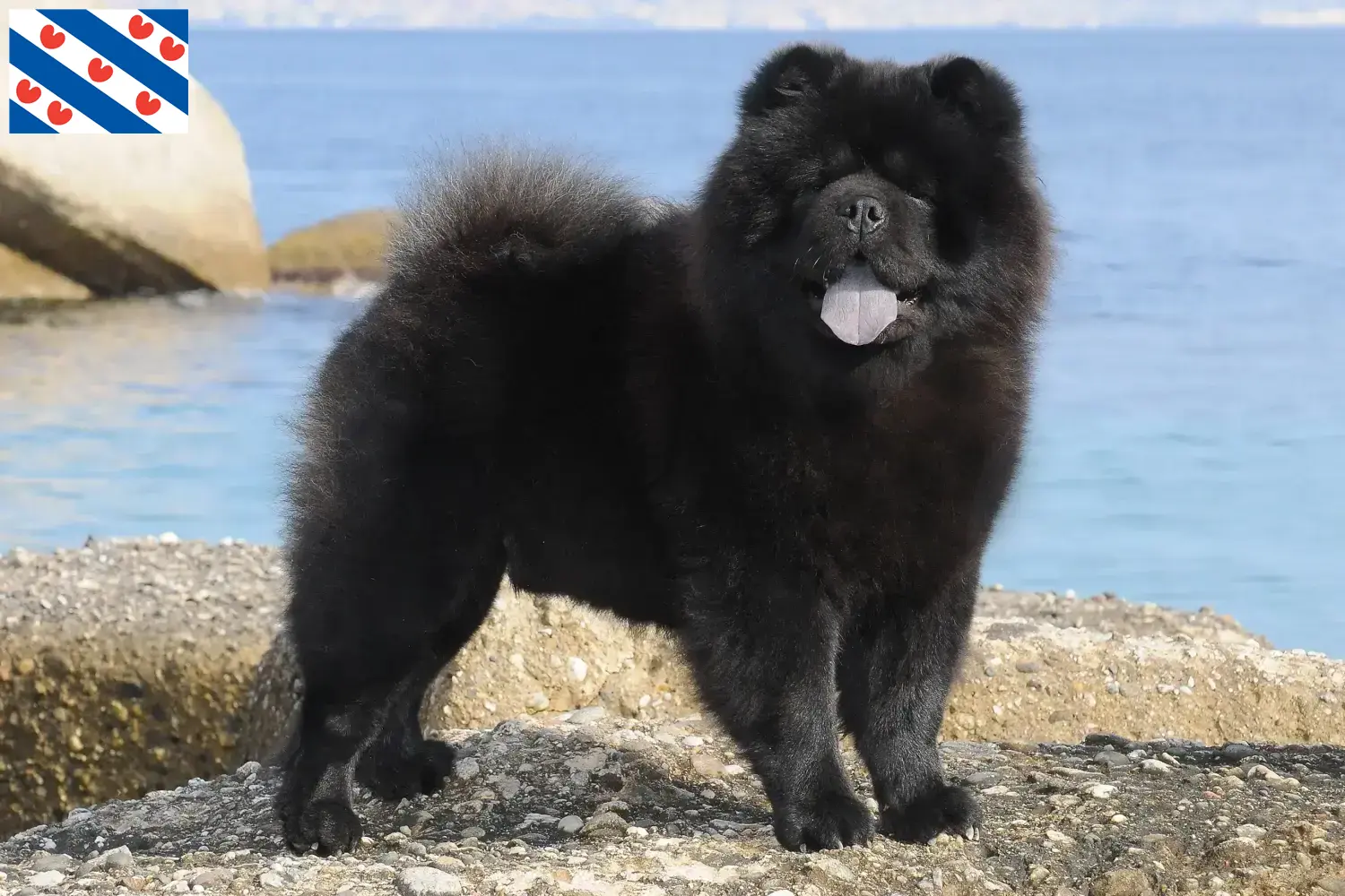 Chow-Chow puppies en fokkers Friesland Hier vind je Chow-Chows fokkers in Friesland.