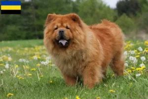 Lees meer over het artikel Chow-Chow fokkers en pups in Gelderland