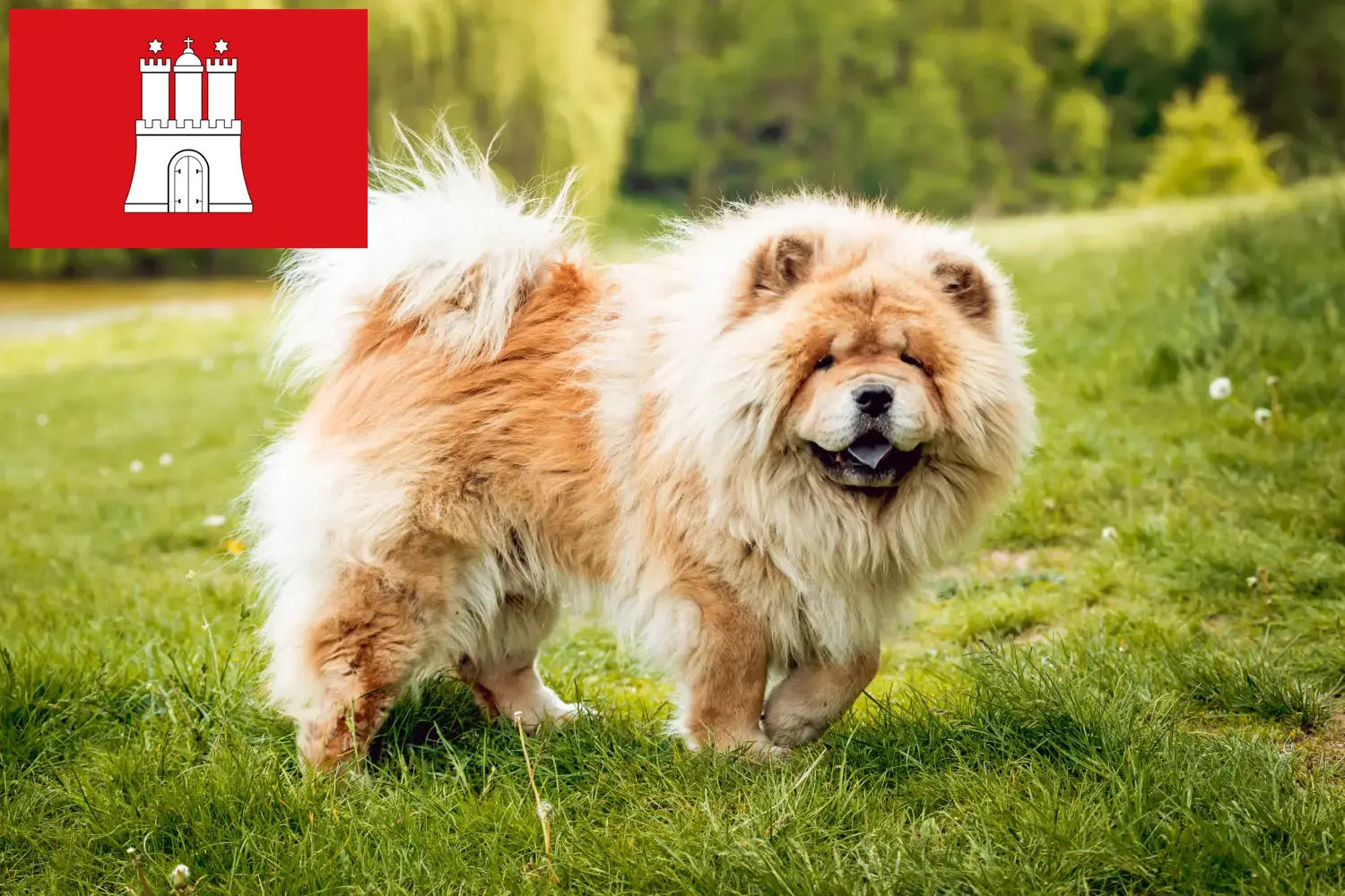 Chow-Chow puppies en fokkers Hamburg Hier vind je Chow-Chows fokkers in Hamburg.