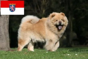 Lees meer over het artikel Chow-Chow fokkers en pups in Hessen