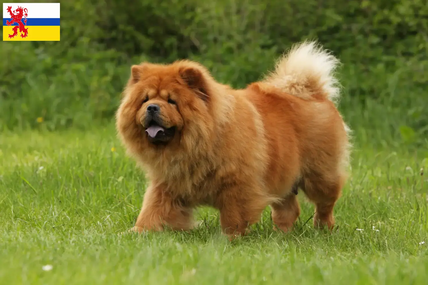 Chow-Chow pups en fokker Limburg Vind hier Chow-Chows fokkers in Limburg.