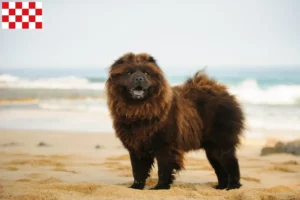 Lees meer over het artikel Chow-Chow fokkers en pups in Noord-Brabant