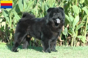 Lees meer over het artikel Chow-Chow fokkers en pups in Noord-Holland