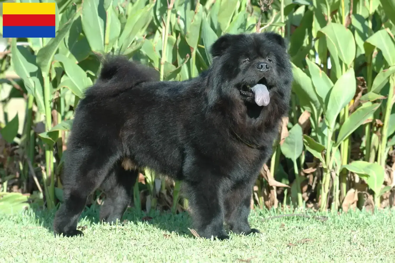 Lees meer over het artikel Chow-Chow fokkers en pups in Noord-Holland
