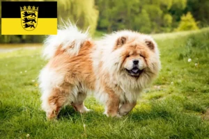 Lees meer over het artikel Chow-Chow fokkers en pups in Baden-Württemberg