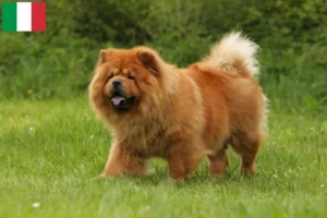 Lees meer over het artikel Chow-Chow fokkers en puppy’s in Italië