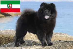 Lees meer over het artikel Chow-Chow fokkers en pups in Noordrijn-Westfalen