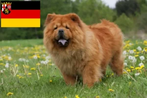 Lees meer over het artikel Chow-Chow fokkers en pups in Rijnland-Palts
