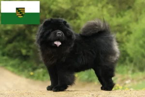 Lees meer over het artikel Chow-Chow fokkers en pups in Saksen