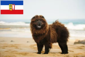 Lees meer over het artikel Chow-Chow fokkers en pups in Sleeswijk-Holstein