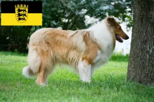 Lees meer over het artikel Collie fokkers en pups in Baden-Württemberg
