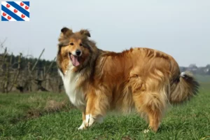 Lees meer over het artikel Collie fokkers en pups in Friesland