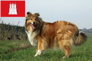Lees meer over het artikel Collie fokkers en pups in Hamburg