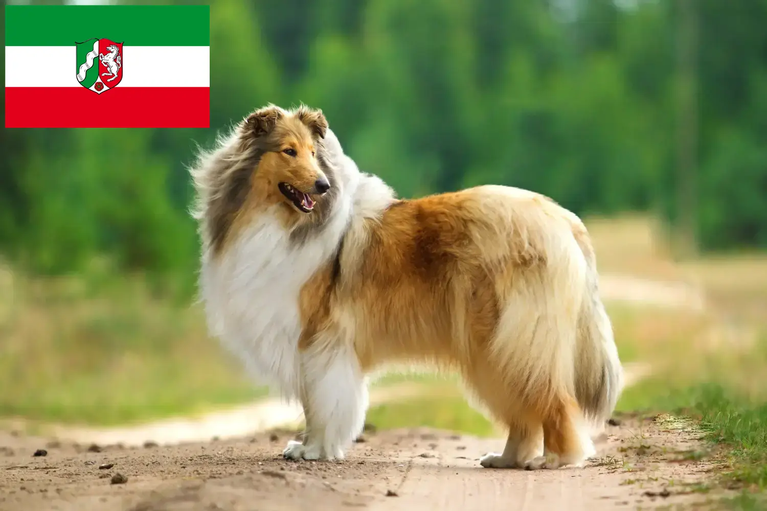 Lees meer over het artikel Collie fokkers en pups in Noordrijn-Westfalen