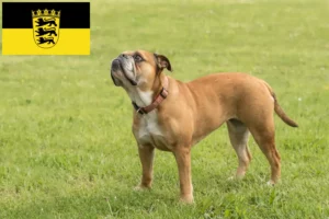 Lees meer over het artikel Continentale Bulldog fokkers en pups in Baden-Württemberg