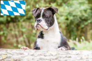 Lees meer over het artikel Continentale Bulldog fokkers en puppies in Beieren