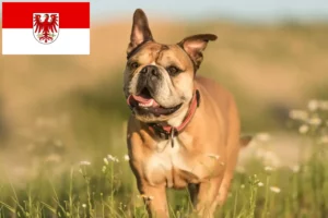 Lees meer over het artikel Continentale Bulldog fokkers en pups in Brandenburg