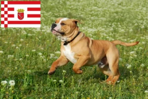 Lees meer over het artikel Continentale Bulldog fokkers en pups in Bremen
