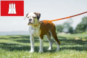 Lees meer over het artikel Continentale Bulldog fokkers en pups in Hamburg