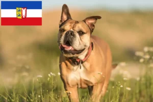 Lees meer over het artikel Continentale Bulldog fokkers en pups in Sleeswijk-Holstein