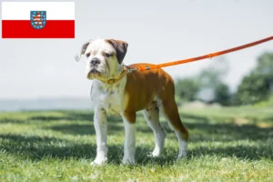 Lees meer over het artikel Continentale Bulldog fokkers en pups in Thüringen