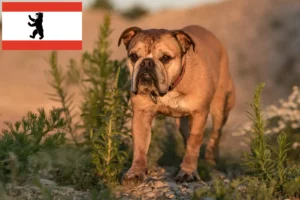 Lees meer over het artikel Continentale Bulldog fokkers en puppies in Berlijn