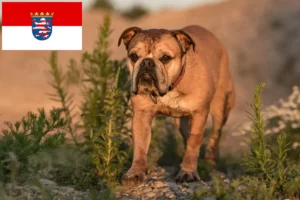 Lees meer over het artikel Continentale Bulldog fokkers en pups in Hessen