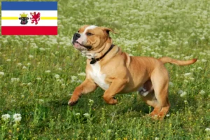 Lees meer over het artikel Continentale Bulldog fokkers en pups in Mecklenburg-Vorpommern