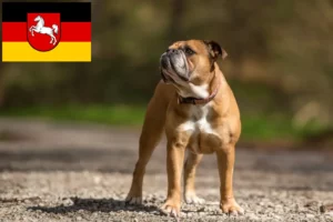 Lees meer over het artikel Continentale Bulldog fokkers en pups in Nedersaksen