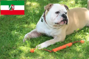 Lees meer over het artikel Continentale Bulldog fokkers en pups in Noordrijn-Westfalen
